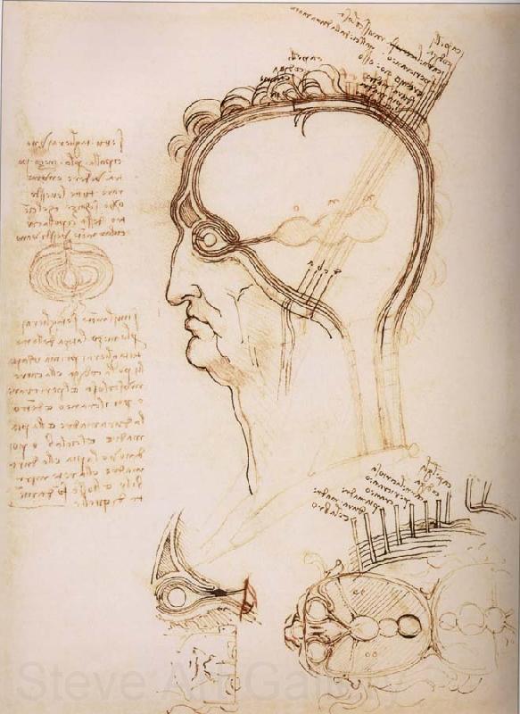 LEONARDO da Vinci Anatomical study of the brain and the scalp